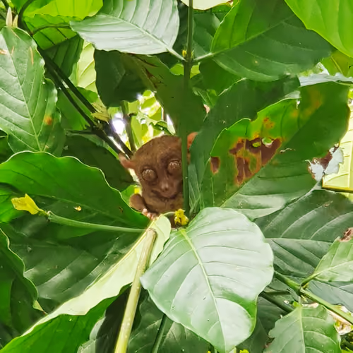tarsier