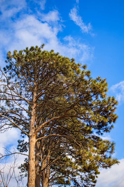 Item #19684374529110288056520570276703370007863893692966726326193838099801720225793 Media