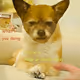 NFTy Dog- The Original Collection