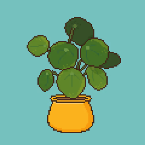 #5 Pilea Peperomioides: 8Bit Nursery