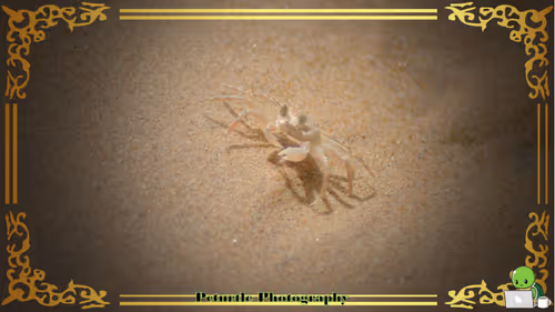 Item #63688176006920298669738405398310368792609774011425620877012057986854517997569 Media