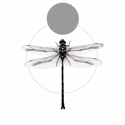 SKULL DRAGONFLY