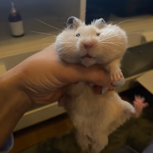 makesenser Collection