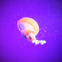 Jelly#8