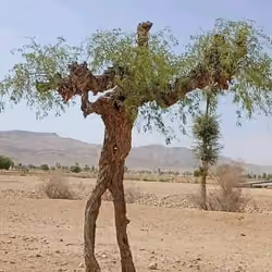 Tree that looks like a human