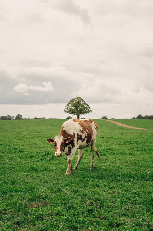 Item #73372860986899267984203259478181178423883212143410366847917696864647141916673 Media