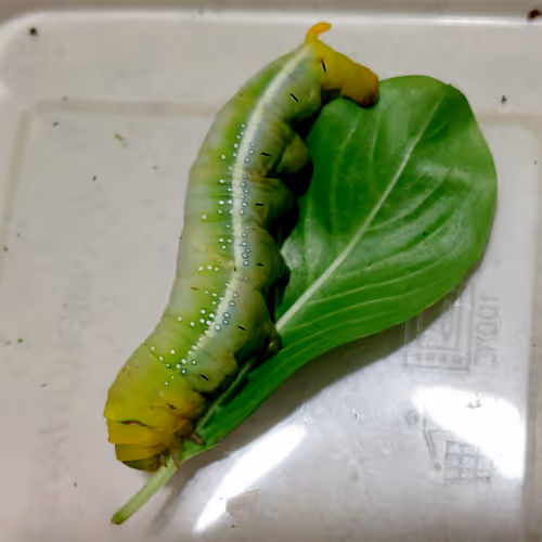 Item #48626926253178209248221574230900298417902393901196969408260061721540062871553 Media