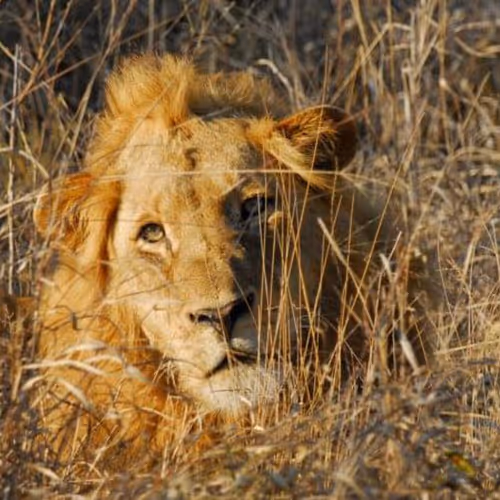 RJ_Gibson Collection