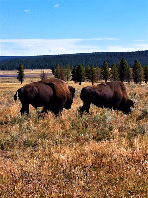 Item #70867767148206433816285647026950890777096964968120148821785755197022863884289 Media