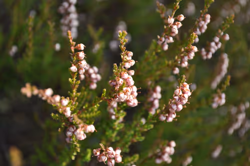 Item #101426067168456299143937339553149324000020213380678368810473940525332098449409 Media