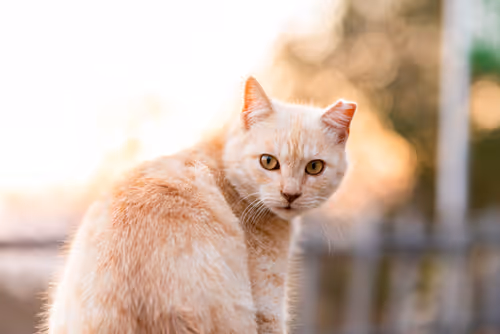 Item #26046832965360609860866363822675472440901155191145999038932145127430752829441 Media