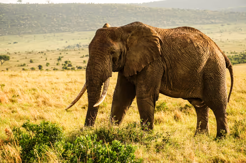 Item #112687108726403883410693318050335134033730152849283902503465333988049488445441 Media