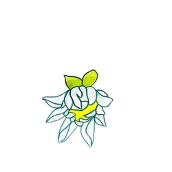 Flower Bloom
