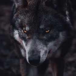 Wolf #3