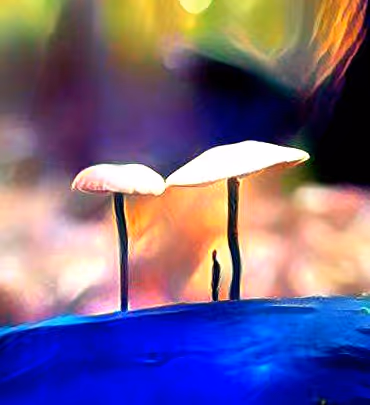 Item #98828088198769885069129805652987605738903563667474416042030428835708028321793 Media