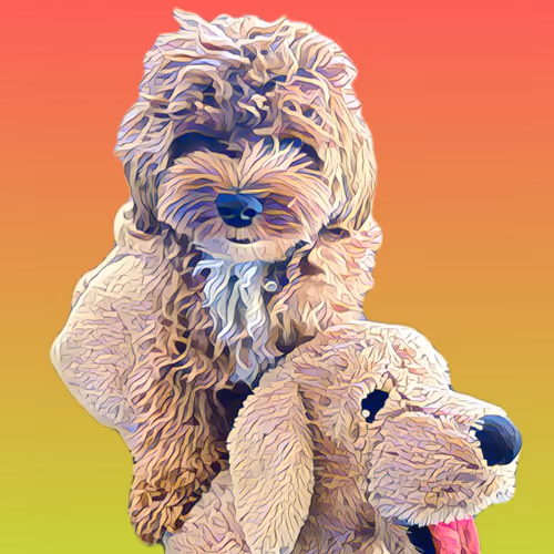 Metaversemaltipoo