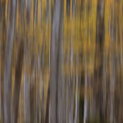 Beeches in Autumn #2