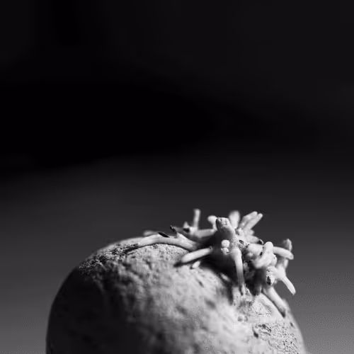 Item #106002847208740868609833758564864100377070191956822007780539652016644078698497 Media