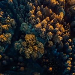TEAL & ORANGE Sonian Forest Treetops, part one. 8/9