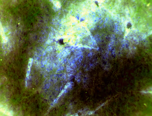 Item #71646257518770613568983710813551014237803002136866425209291834279181749846017 Media