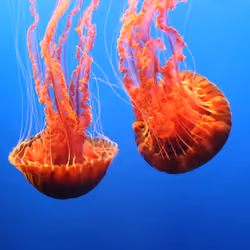 Twin Jellies