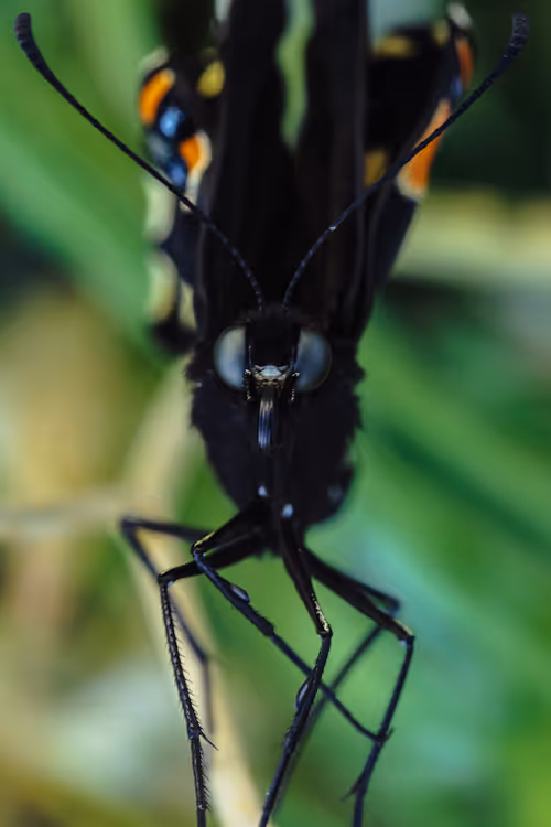 Item #105090597216655980557633683149084672751347825439893935605656298015522306392065 Media