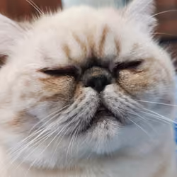 Cat A Love #10