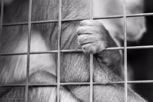 Item #4468298363639779410532789010720251327822800533817543307032898265819591475201 Media