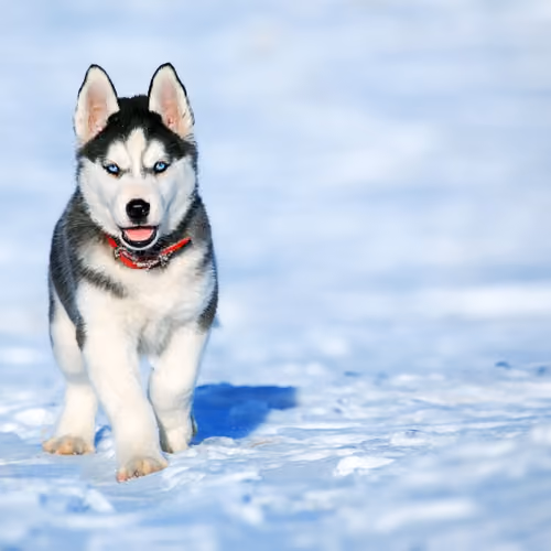 white Dog #33