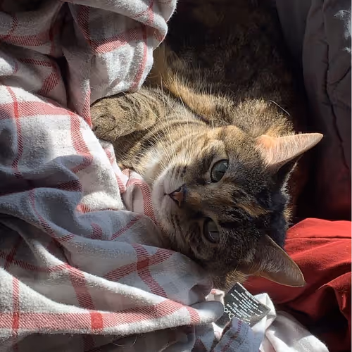 ColonelCooch Collection