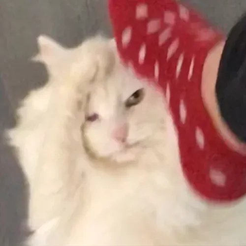 mood