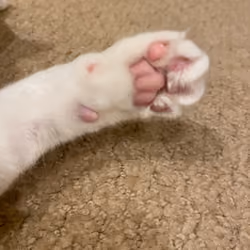 Front right paw