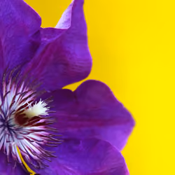 The Reading Flower