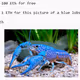 Blue Lobster Donation Collection