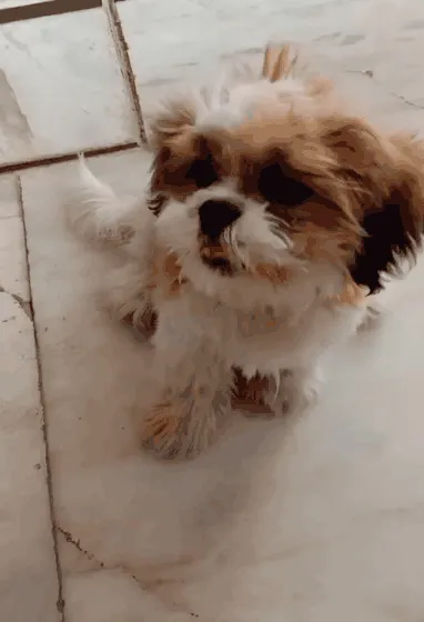 Item #62121686251446972173272091862159377047896999424671428629564572745064234614785 Media