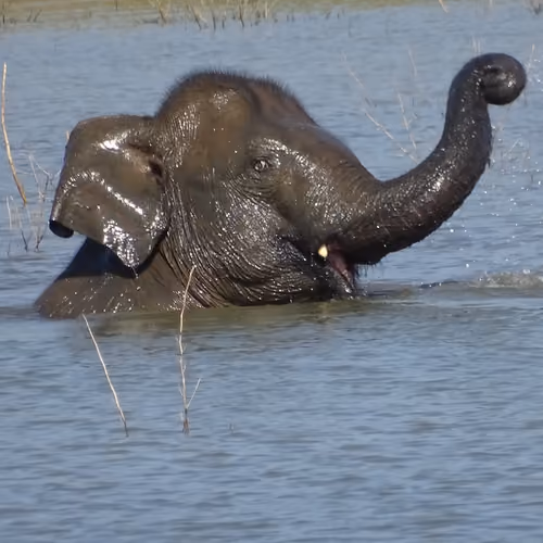 Elephant