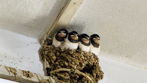 Item #1108837229983524897551666479302531651150379350252084057575029169552797728769 Media