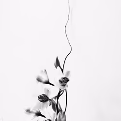 A flower study - 5