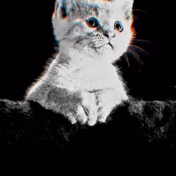 Elegant Cat