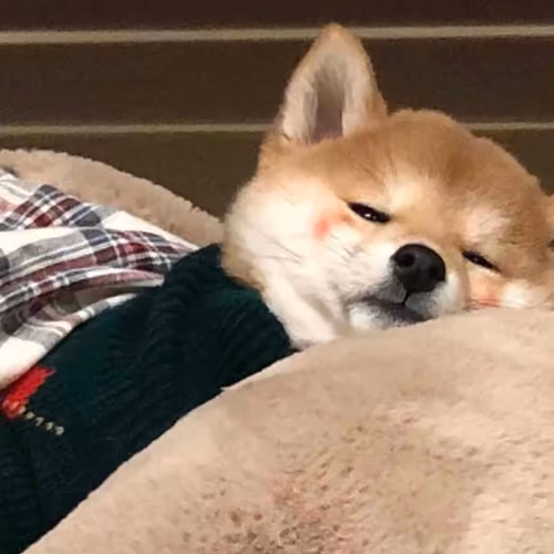 zzk