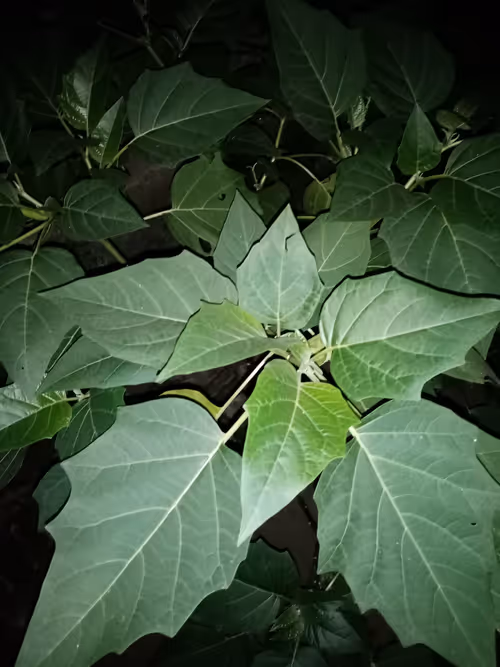 Item #26595948904359498391555186063937792611306778094243090061972876658591274106881 Media