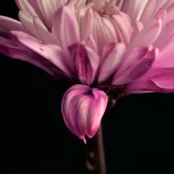 Daisy 5