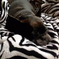 Frenchy on a Zebra