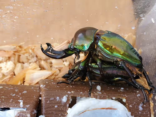 Item #2846893736148873774746802631495866819654136602576950046920721046980077289474 Media