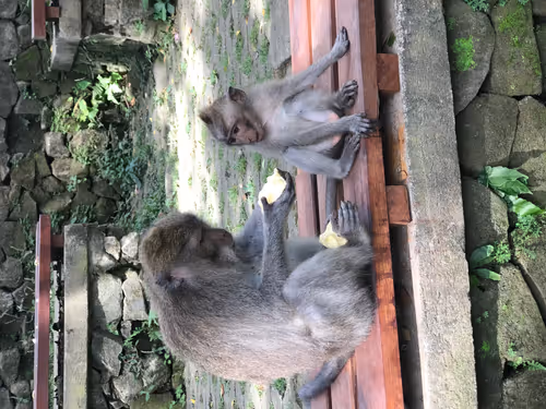 Item #87609363842710465991682086975489356954214862869006387514816886305544409710593 Media