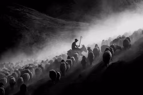 tansugulay Collection