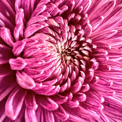Flower - 1