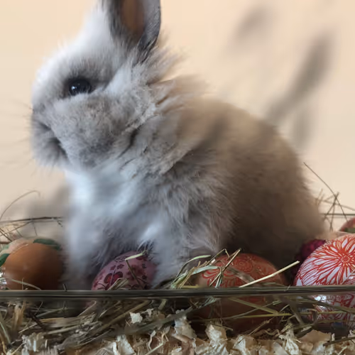 Ashe_the_Bunny #1