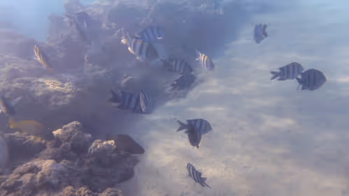 Item #32522392328516293709208538786472574869311995244495637720412795812477078077445 Media