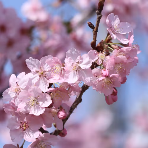 Nippon-season.photo